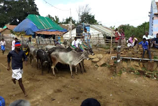 buffalo festival held in the hill village of pennagaram