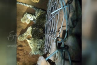 The leopard attacked the herd of goats in bodapalli at anantapur