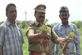 கைதிகளால் பயிரிடப்பட்ட சிறிய வெங்காயம் அமோக விளைச்சல்.