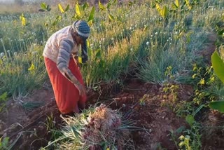 onion_harvest