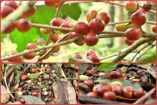 coffee-pepper-growers-are-in-trouble-at-chikkamaglore