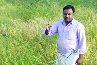 A Nagapattinam family breaks records by retrieving 1030 traditional paddy varieties