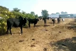 farmers of faridabad are facing problems by cattle