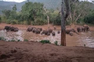 Wild elephants herd in the stagnant waters of forests near Hosur