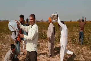 सादुलशहर में आया टिड्डी दल, Locust arrived in Sadulshahar