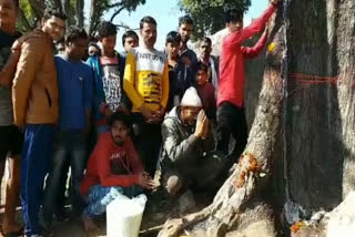 Neem tree becomes the center of faith