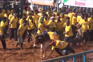 KUMARAPALAIYAM JALLIKATTU