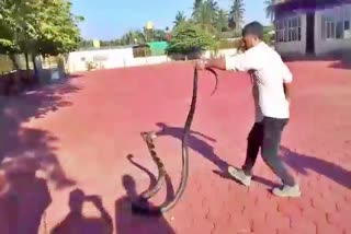 Snake Protect In Kodugu