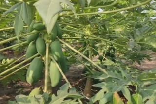 nandurbar papaya producer farmer