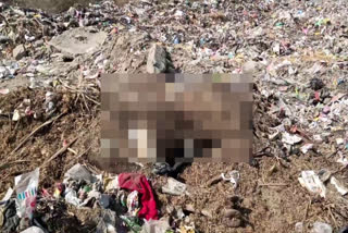 dead animals thrown outside dadri dumping point