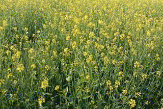 mustard farmers happy with rain in bhiwani