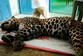 leopard died at  dornala in prakasam district