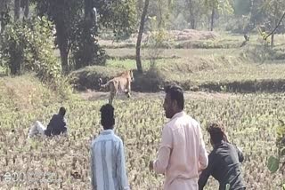 Two injured including elderly in tiger attack in Balaghat