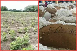 cotton farmers problems at kurnool district