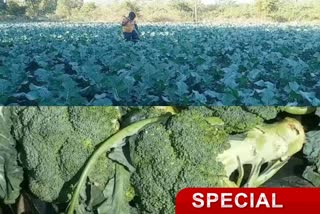 Broccoli farming is being done first time in Jamshedpur