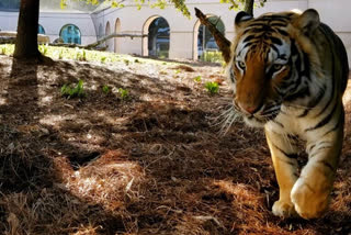 tiger mauled to death  Umaria district news  കടുവയുടെ ആക്രമണത്തില്‍ യുവാവ് കൊല്ലപ്പെട്ടു  നർബദ് സിംഗ്  മധ്യപ്രദേശിലെ ഉമരിയ ജില്ല