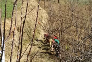 farmers and gardeners started working in the fields, मौसम साफ होते ही खेतों के काम में जुटे किसान और बागवान