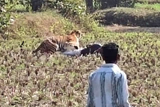 Tiger attack, Tiger attack on man, Tiger attack on man in Bhandara, Bhandara tiger attack news, ಹುಲಿ ದಾಳಿ, ವ್ಯಕ್ತಿ ಮೇಲೆ ಹುಲಿ ದಾಳಿ, ಭಂಡಾರದಲ್ಲಿ ವ್ಯಕ್ತಿ ಮೇಲೆ ಹುಲಿ ದಾಳಿ, ಭಂಡಾರದಲ್ಲಿ ಹುಲಿ ದಾಳಿ ಸುದ್ದಿ,