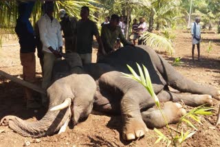 Elephant died in mysure