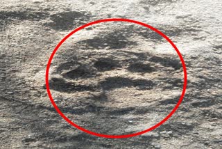 Tiger footprints found 7 kilometers from district headquarters