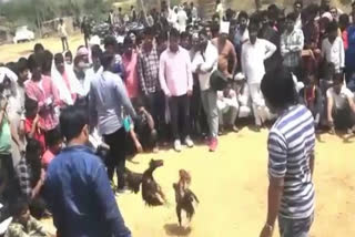 speculators attack police to stop game cock fighting in nuh