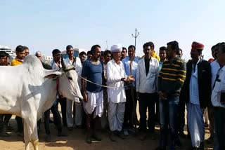 Hanuman Beniwal in Animal Fair, नागौर न्यूज