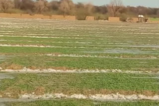 किसानों की फसल पूरी तरह बर्बाद, Farmers' crop completely ruined