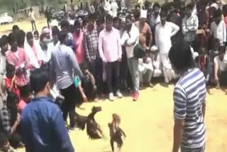 speculators attack police to stop game cock fighting in nuh