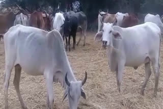 Police team went to capture  Cow smugglers in Nuh