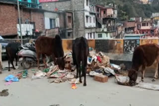 stray-cow-in-tharali-market