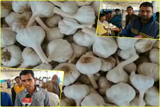 Farmers happy due to increase in garlic prices