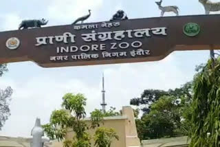 corporation-officials-upset-with-the-increasing-crowd-at-the-zoological-museum-in-indore