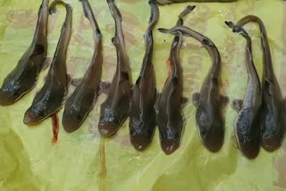 Nine cubs in  Shark fish stomach