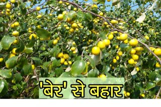 rajasthan news, भरतपुर न्यूज, horticulture farming, बेर की खेती