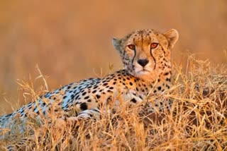 African cheetah