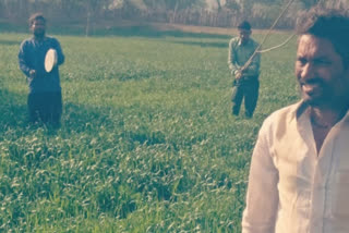 Locust invasion in Rajasthan