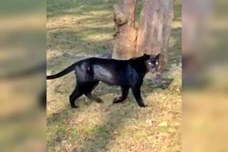 ಕಬಿನಿ ಪ್ರದೇಶದಲ್ಲಿ ಕರಿ ಚಿರತೆ ದರ್ಶನ, The black panther found in Kabini area