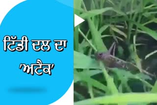 locust group found in barnala