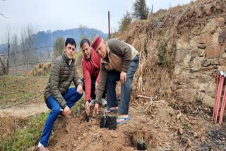 heeng cultivation in janjehli