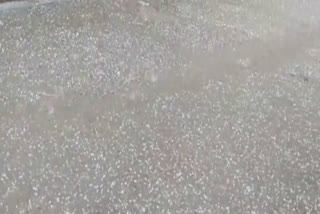 mustard farmers upset in bhiwani due to hailstorm