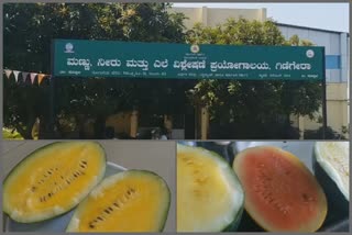 Koppal Horticulture Department  Grown practically 10 breeds of watermelon