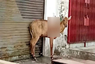 Nilgai entered shops near Ghaziabad highway