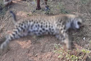 Detection of Leopard  corpse