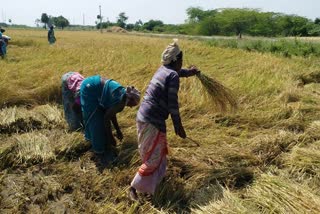 ramanathapuram district agriculture damage special news