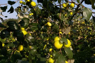 farmers-earning-profit-from-indian-berry-production-in-bharatpur