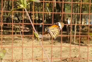 butterfly-park-will-resume-after-11-years-in-van-vihar-bhopal