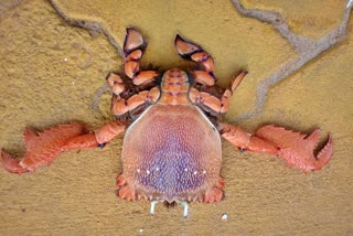 a-unique-species-of-crab-found-in-malpe