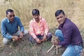 Deer Puppie Found in gondia