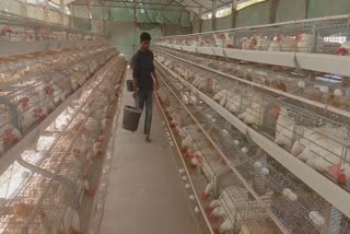 MORAN YOUTH EGG FIRM STORY