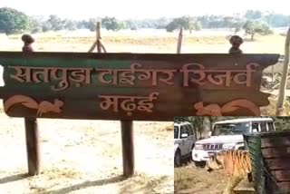 entry-of-two-tigers-in-satpura-tiger-reserve-in-hoshangabad